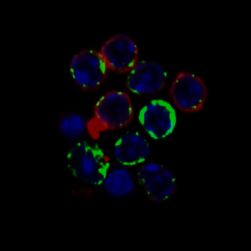 Das Protein Pdap1 (rot) befindet sich im Zytoplasma von B-Zellen. 