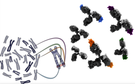 Diversifizierung von Antikörpern durch den Austausch von DNA zwischen Chromosomen