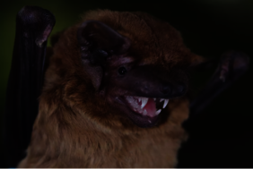 Fledermaus