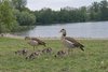 Die invasive Nilgans ist ein opportunistischer Esser – und potenzieller Parasitenträger. 