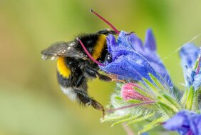 Eine Erdhummel