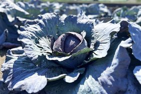 Rotkohl