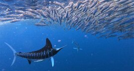 Ein Gestreifter Marlin greift einen Fischschwarm an. 