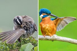 Vögel nutzen zum Putzen das Öl aus ihrer Bürzeldrüse