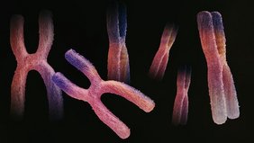 Chromosomen
