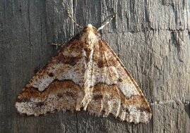 Ein Männchen des Großen Frostspanners (Erannis defoliaria).