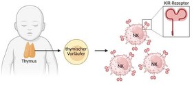 Grafik Entwicklung von Killerzellen