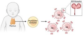 Grafik Entwicklung von Killerzellen