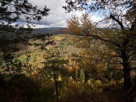 Ganzjähriger Ozonstress, Trockenheit und andere Umweltbelastungen schädigen den Baumbestand von Mittelgebirgswäldern. 