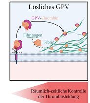 Regulationsmechanismus der Blutgerinnung 