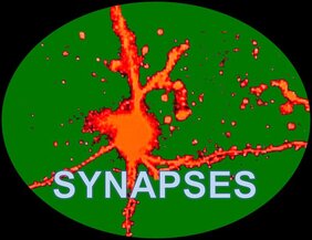 SYNAPSES