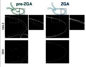  Anlagerung der Histonvariante H2A.Z