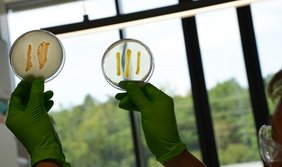 Ein Wissenschaftler betrachtet Myxobakterien, die im Rahmen der Studie isoliert wurden  