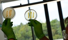 Ein Wissenschaftler betrachtet Myxobakterien, die im Rahmen der Studie isoliert wurden Ein Wissenschaftler betrachtet Myxobakterien, die im Rahmen der Studie isoliert wurden