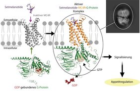 Aktivierung des G-Protein-gekoppelten Rezeptors MC4R