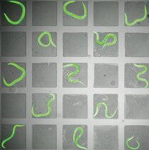 Entwicklung von Hunderten von C. elegans-Fadenwürmern