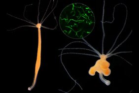 Die Besiedlung eines gesunden Individuums der Art Hydra oligactis (links) mit einer fremden Bakterienart (im Kreis) aus der Gruppe der Spirochäten führt zum Wachstum von Tumoren (rechts).