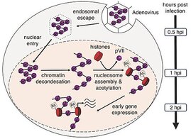 Genom des Adenovirus