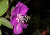 Biene bei der Vibrationsbestäubung auf Blüte von Pleroma aus der tropischen Pflanzenfamilie Melastomataceae (Schwarzmundgewächse), die dünnen, fadenförmigen Strukturen im Zentrum der Blüte sind die poriziden Staubblätter. 