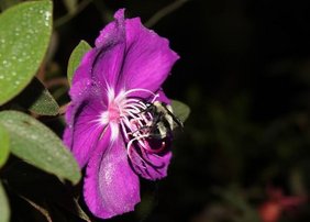 Biene bei der Vibrationsbestäubung auf Blüte von Pleroma aus der tropischen Pflanzenfamilie Melastomataceae (Schwarzmundgewächse) Biene bei der Vibrationsbestäubung auf Blüte von Pleroma aus der tropischen Pflanzenfamilie Melastomataceae (Schwarzmundgewächse), die dünnen, fadenförmigen Strukturen im Zentrum der Blüte sind die poriziden Staubblätter.