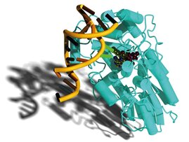 Das lichtgetriebene Enzym Photolyase repariert DNA-Schäden, die durch UV-Strahlung entstehen