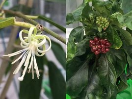 Salbeiblättriges Alangium (Alangium salviifolium) und die Brechwurzel Carapichea ipecacuanha