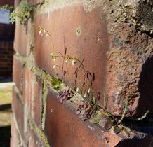 Arabidopsis thaliana in Köln wächst an einer mauer