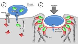 Mithilfe von Adhäsinen (grau) bindet ein Chlamydium an die Zelle und bringt ihr SemC (grün) ein. Es verbiegt die PM, dort bindet das humane SNX9 (rot), und hier dringt das Bakterium ein. 