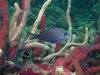 Schwarzer Hamletbarsch (Hypoplectrus nigricans) Schwarzer Hamletbarsch (Hypoplectrus nigricans)