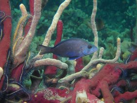 Schwarzer Hamletbarsch (Hypoplectrus nigricans)