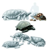 DNA-Sequenzierung Landschildkrötenarten