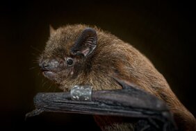 Rauhautfledermaus (Pipistrellus nathusii)  