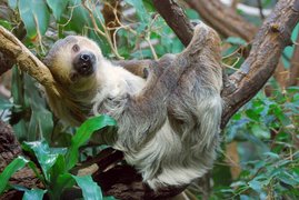 Zweifingerfaultier - Choloepus didactylus Zweifingerfaultier - Choloepus didactylus