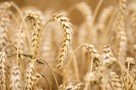 Weizen auf einem Feld vor der Ernte