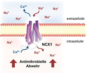 Natrium/Calcium-Austauscher 1 (NCX1) vermittelt Natrium-Einstrom in Makrophagen unter natriumreichen Bedingungen und steigert dadurch deren antimikrobielle Schlagkraft. 