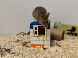   Verhaltensexperimente mit Mäusen testen deren Problemlösefähigkeit. 