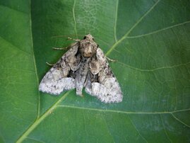 Ein Exemplar der Hellen Pfeifengras-Grasbüscheleule (Pabulatrix pabulatricula), die bis vor Kurzem als ausgestorben galt. 