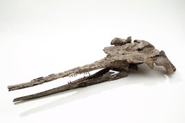 Delfinfossil Romaleodelphis pollerspoecki  