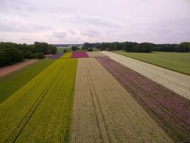 Wildpflanzen für Renaturierungsprojekte werden in Kultur vermehrt