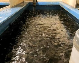 Afrikanische Raubwelse in der Fischzucht  