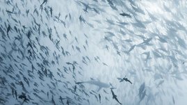 Ein Fischschwarm schwimmt Seite an Seite mit Haien.