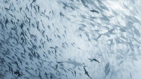 Ein Fischschwarm schwimmt Seite an Seite mit Haien.