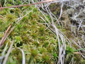 An gesunden Moorstandorten tragen Sphagnum-Torfmoose zur Aufnahme und Speicherung von CO₂ bei. An gesunden Moorstandorten tragen Sphagnum-Torfmoose zur Aufnahme und Speicherung von CO₂ bei.