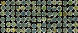 Sammlung von Wurzel-assoziierten Bakterien in Petrischalen
