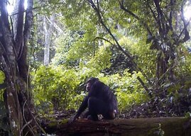 Erbguterfassung wildlebender Schimpansen