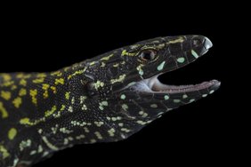 Profilbild einer männlichen Mauereidechse mit „Hulk“-Aussehen. 