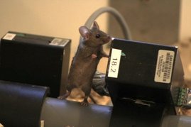 Eine Maus in einem naturnahen Gehege Eine Maus in einem naturnahen Gehege