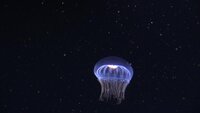 Neue Einblicke in die Welt des gelatinösen Planktons