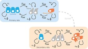 Mathematisches Modell zur Tumorheterogenität und Phänotypveränderung