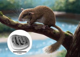 Künstlerische Rekonstruktion eines Stachelbilchs in der Auenlandschaft der Hammerschmiede